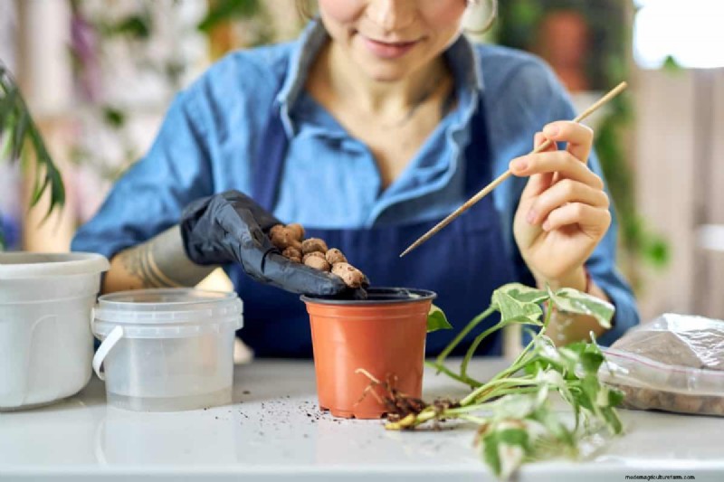 Pothos-overwatering:de verborgen reden voor trage groei 