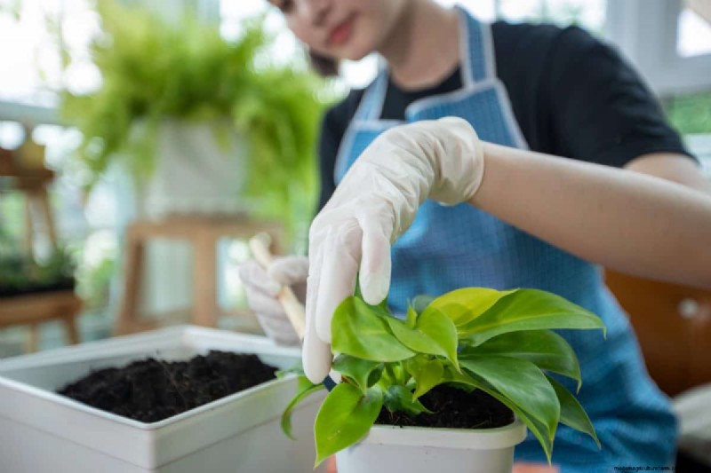 Pothos-overwatering:de verborgen reden voor trage groei 