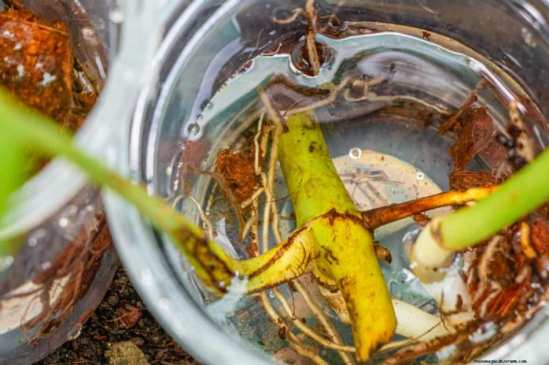 Pothos-overwatering:de verborgen reden voor trage groei 