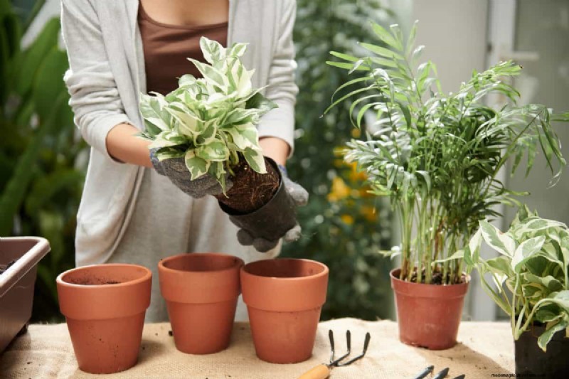 Pothos-overwatering:de verborgen reden voor trage groei 