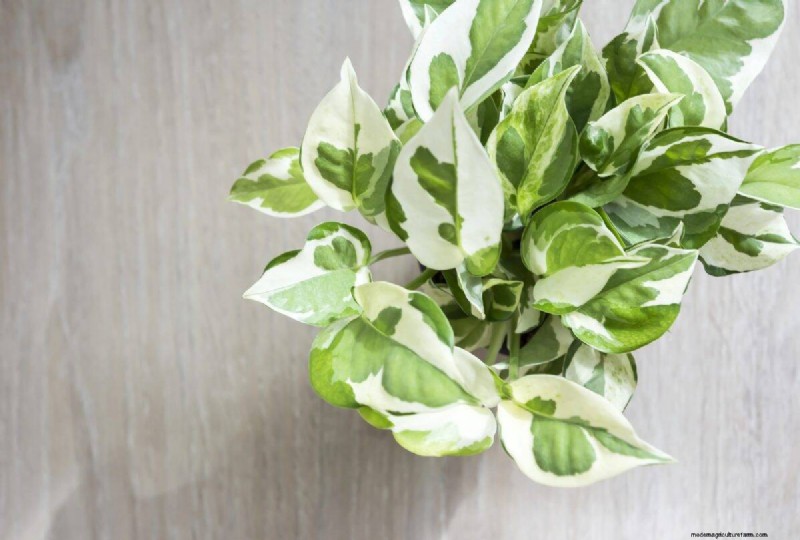 Pothos-overwatering:de verborgen reden voor trage groei 