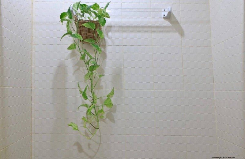 Pothos-overwatering:de verborgen reden voor trage groei 