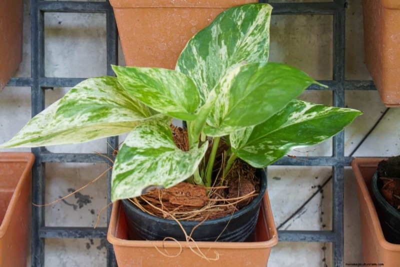 Pothos-overwatering:de verborgen reden voor trage groei 