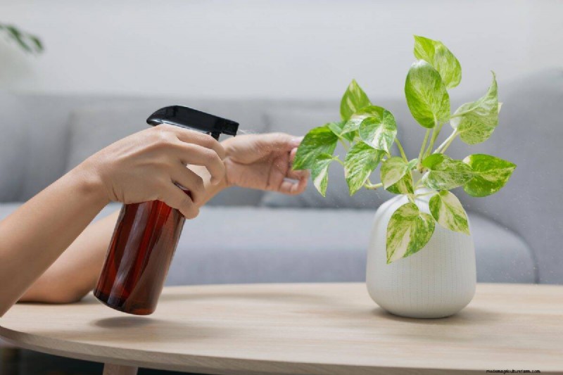 Pothos-overwatering:de verborgen reden voor trage groei 