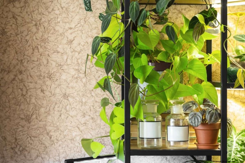 Pothos-overwatering:de verborgen reden voor trage groei 