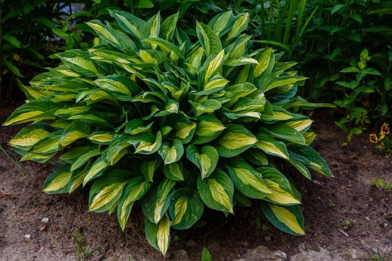 Schaduwminnende planten:prachtig groen voor tuinen met weinig licht 
