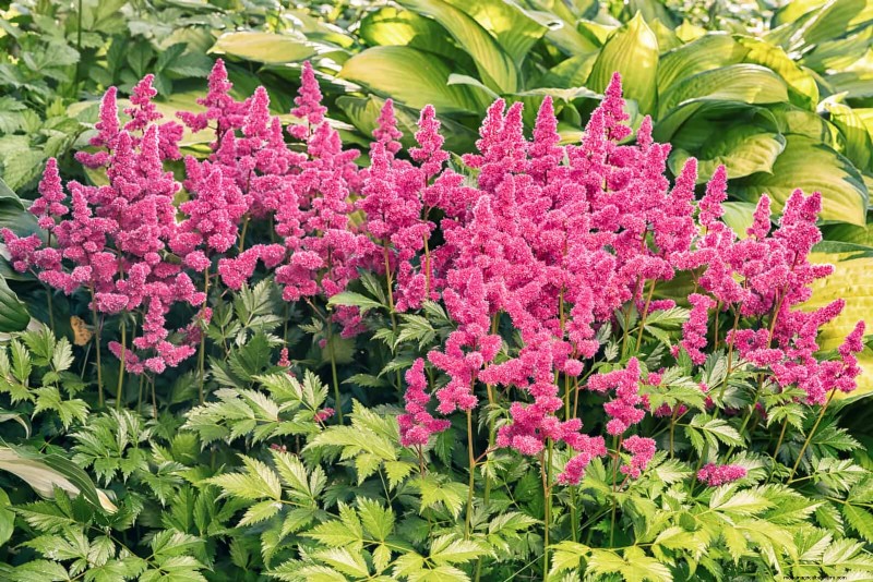 Schaduwminnende planten:prachtig groen voor tuinen met weinig licht 