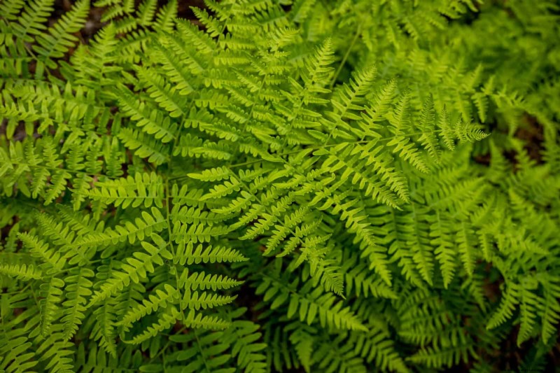 Schaduwminnende planten:prachtig groen voor tuinen met weinig licht 