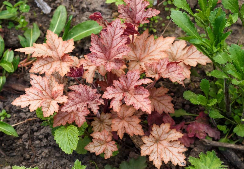 Schaduwminnende planten:prachtig groen voor tuinen met weinig licht 