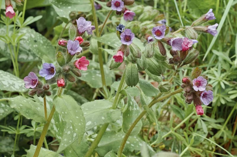 Schaduwminnende planten:prachtig groen voor tuinen met weinig licht 