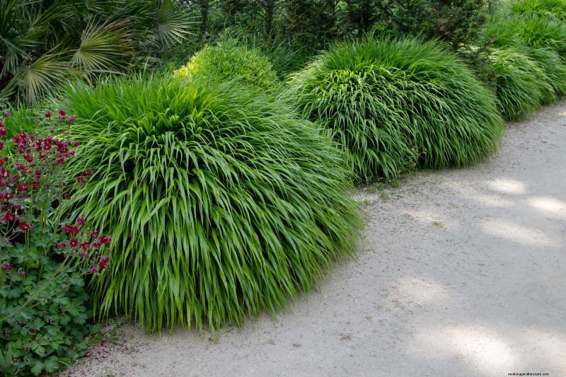 Schaduwminnende planten:prachtig groen voor tuinen met weinig licht 