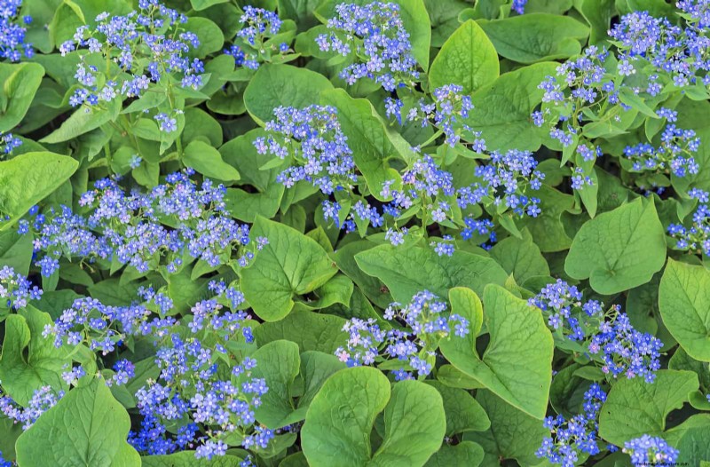 Schaduwminnende planten:prachtig groen voor tuinen met weinig licht 