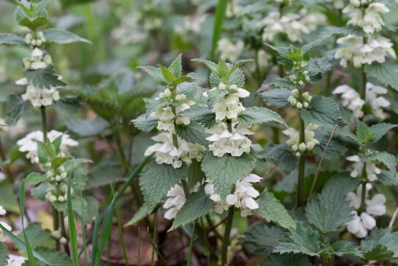 Schaduwminnende planten:prachtig groen voor tuinen met weinig licht 