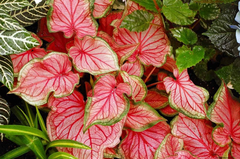 Schaduwminnende planten:prachtig groen voor tuinen met weinig licht 