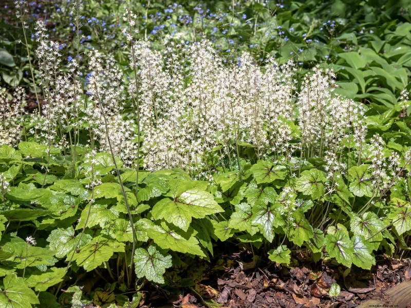 Schaduwminnende planten:prachtig groen voor tuinen met weinig licht 