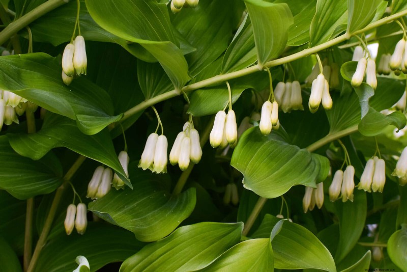 Schaduwminnende planten:prachtig groen voor tuinen met weinig licht 