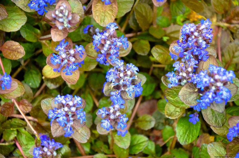 Schaduwminnende planten:prachtig groen voor tuinen met weinig licht 