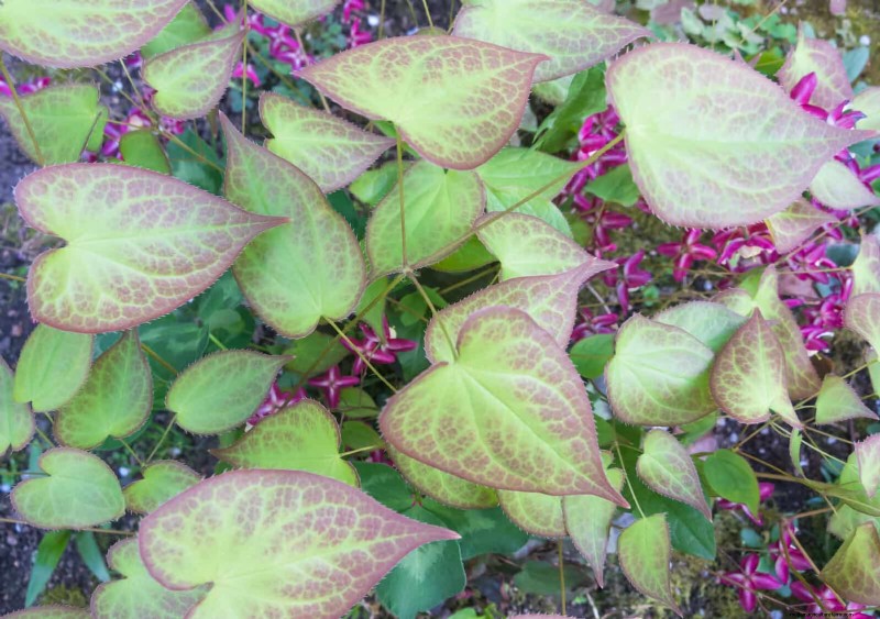 Schaduwminnende planten:prachtig groen voor tuinen met weinig licht 