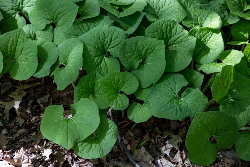 Schaduwminnende planten:prachtig groen voor tuinen met weinig licht 