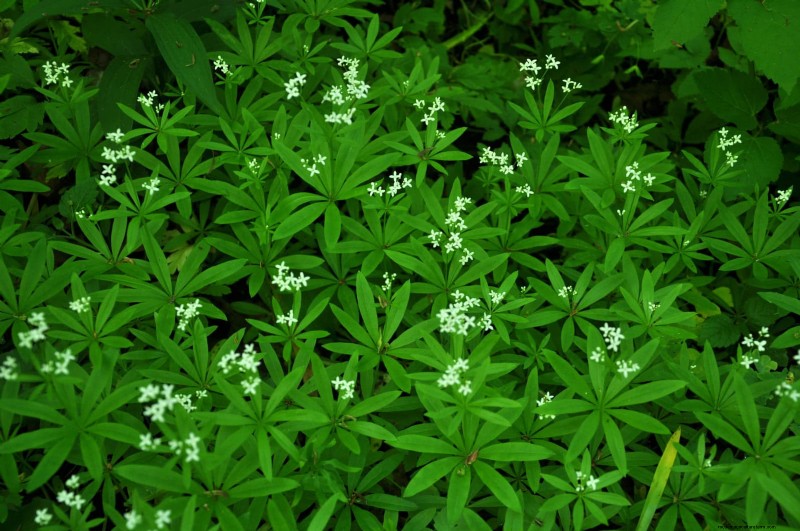 Schaduwminnende planten:prachtig groen voor tuinen met weinig licht 