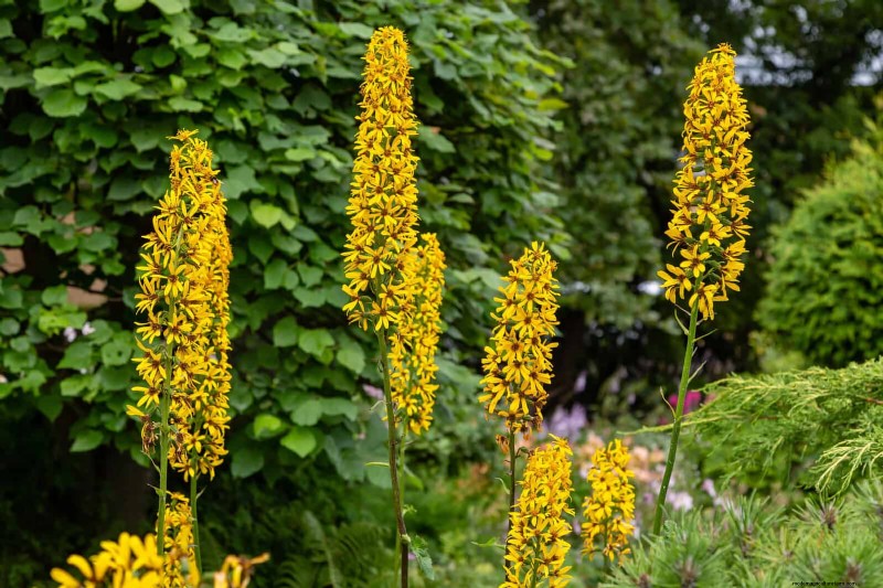 Schaduwminnende planten:prachtig groen voor tuinen met weinig licht 