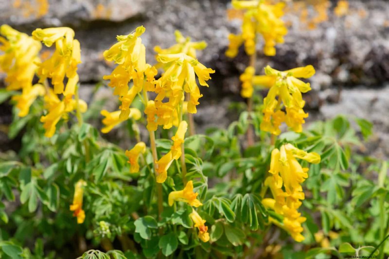 Schaduwminnende planten:prachtig groen voor tuinen met weinig licht 