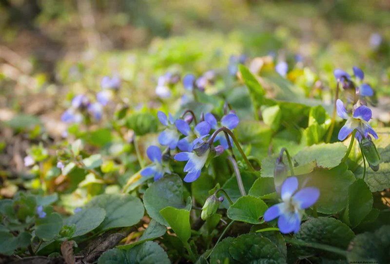 Schaduwminnende planten:prachtig groen voor tuinen met weinig licht 