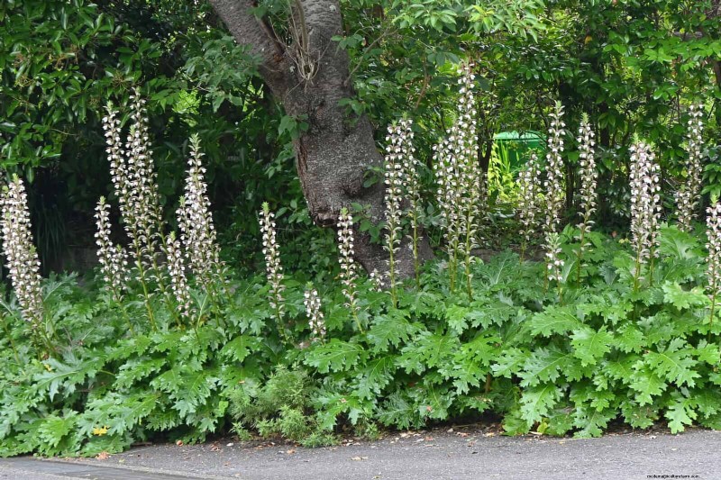 Schaduwminnende planten:prachtig groen voor tuinen met weinig licht 