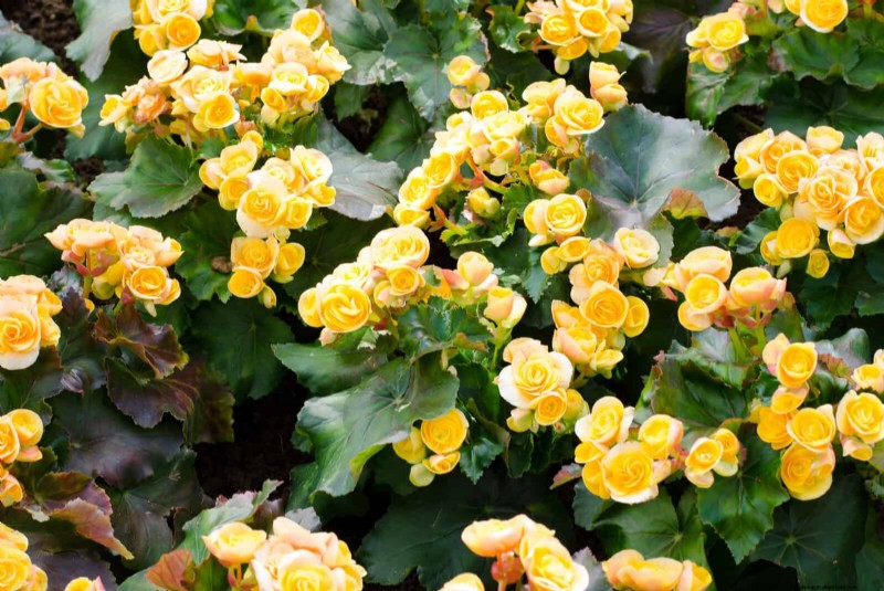 Schaduwminnende planten:prachtig groen voor tuinen met weinig licht 