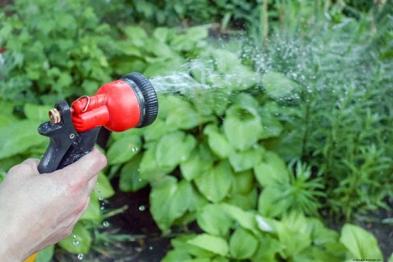 Schaduwminnende planten:prachtig groen voor tuinen met weinig licht 
