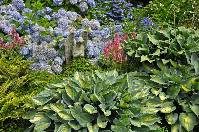Schaduwminnende planten:prachtig groen voor tuinen met weinig licht 