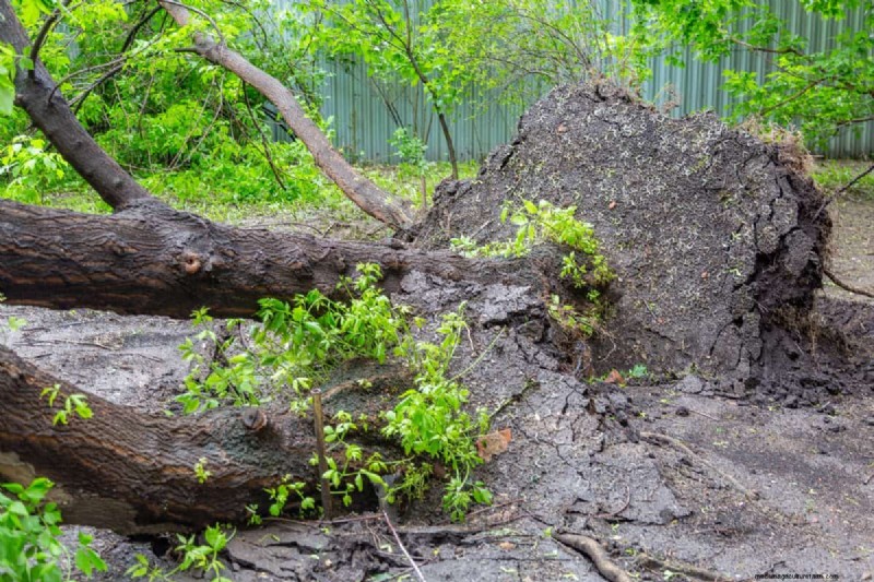 Melindungi Taman Anda:Bagaimana Tornado &Badai Mempengaruhi Tanaman Musim Semi 
