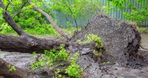 Melindungi Taman Anda:Bagaimana Tornado &Badai Mempengaruhi Tanaman Musim Semi 