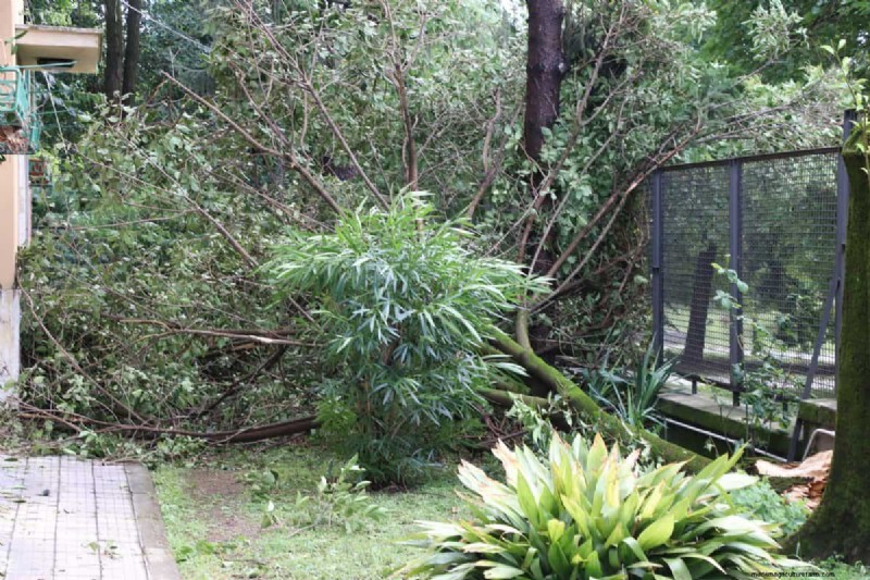 Melindungi Taman Anda:Bagaimana Tornado &Badai Mempengaruhi Tanaman Musim Semi 