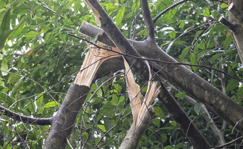 Melindungi Taman Anda:Bagaimana Tornado &Badai Mempengaruhi Tanaman Musim Semi 