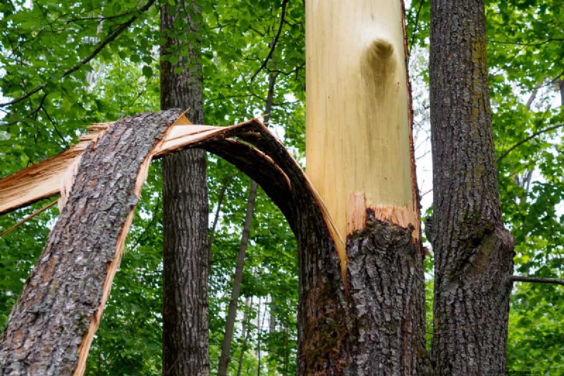 Melindungi Taman Anda:Bagaimana Tornado &Badai Mempengaruhi Tanaman Musim Semi 