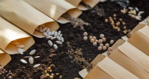 Risoluzione dei problemi di germinazione dei semi primaverili:21 problemi e soluzioni comuni 