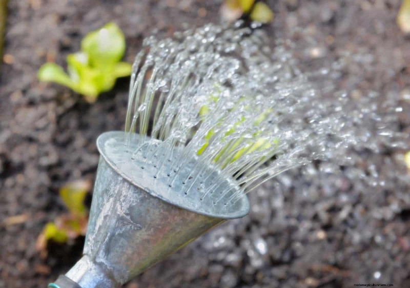 Risoluzione dei problemi di germinazione dei semi primaverili:21 problemi e soluzioni comuni 