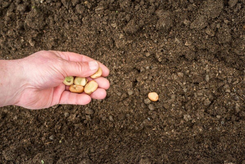 Risoluzione dei problemi di germinazione dei semi primaverili:21 problemi e soluzioni comuni 