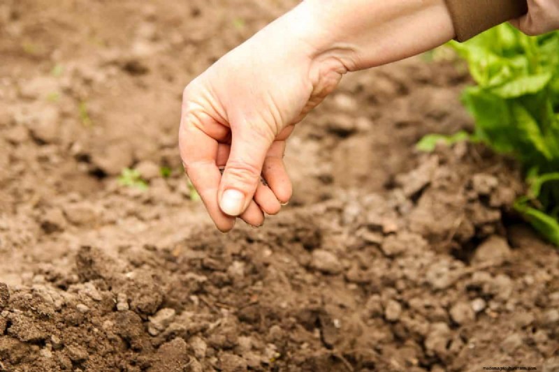 Risoluzione dei problemi di germinazione dei semi primaverili:21 problemi e soluzioni comuni 