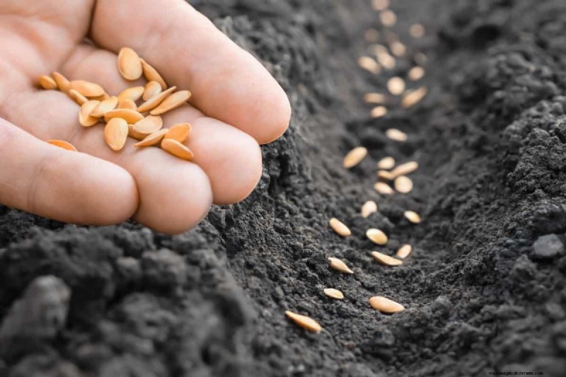 Risoluzione dei problemi di germinazione dei semi primaverili:21 problemi e soluzioni comuni 