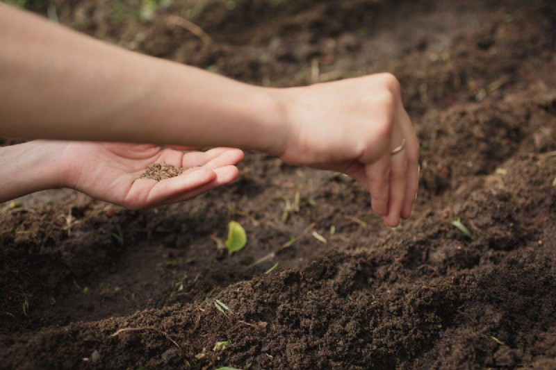 Risoluzione dei problemi di germinazione dei semi primaverili:21 problemi e soluzioni comuni 