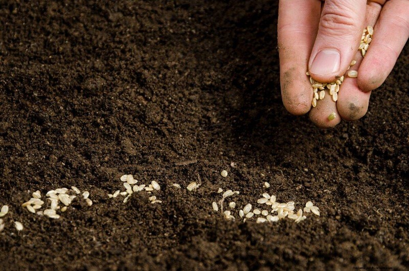 Risoluzione dei problemi di germinazione dei semi primaverili:21 problemi e soluzioni comuni 
