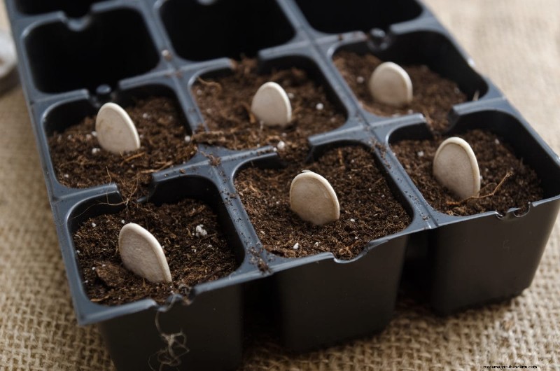 Risoluzione dei problemi di germinazione dei semi primaverili:21 problemi e soluzioni comuni 
