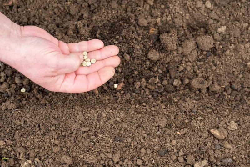 Risoluzione dei problemi di germinazione dei semi primaverili:21 problemi e soluzioni comuni 