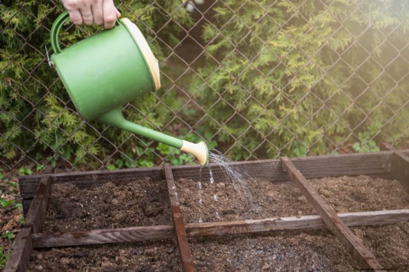 Risoluzione dei problemi di germinazione dei semi primaverili:21 problemi e soluzioni comuni 