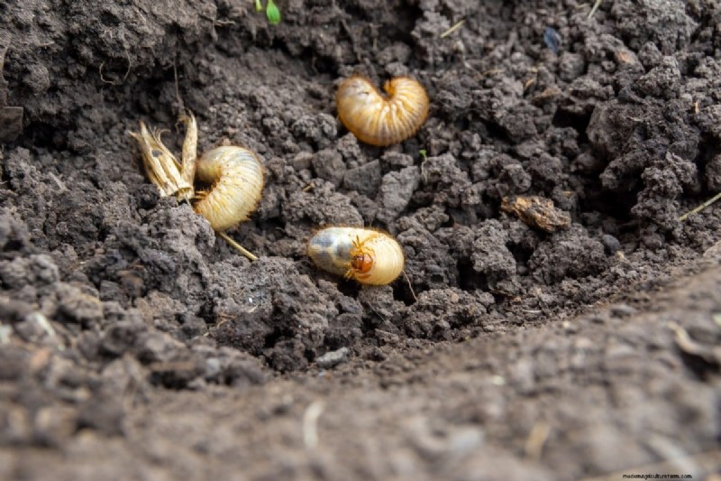 Risoluzione dei problemi di germinazione dei semi primaverili:21 problemi e soluzioni comuni 