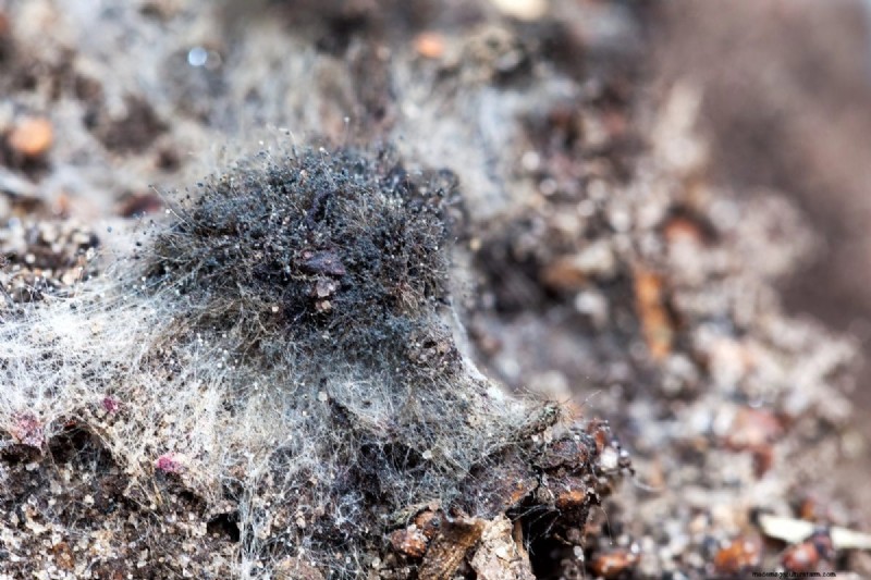 Risoluzione dei problemi di germinazione dei semi primaverili:21 problemi e soluzioni comuni 