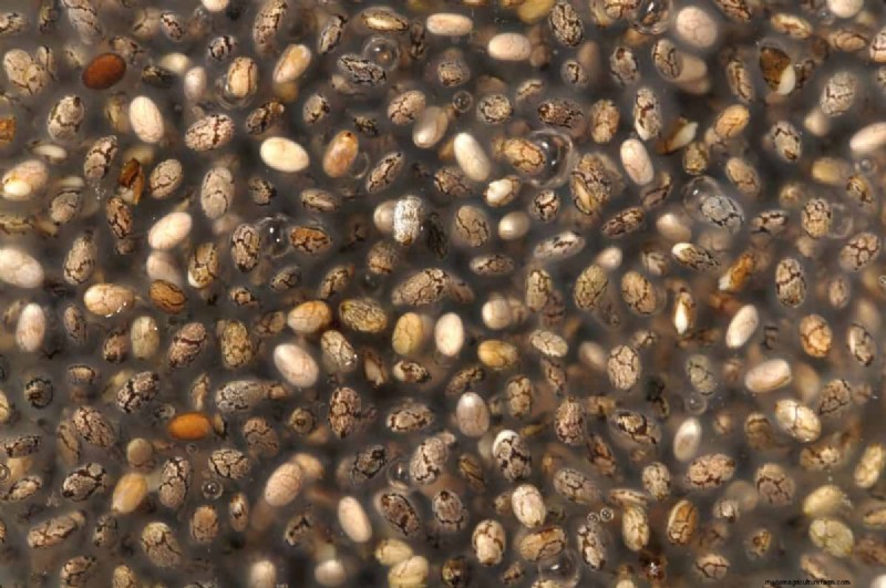 Risoluzione dei problemi di germinazione dei semi primaverili:21 problemi e soluzioni comuni 