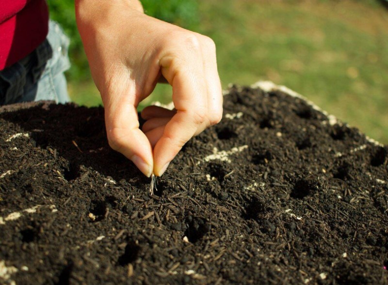 Risoluzione dei problemi di germinazione dei semi primaverili:21 problemi e soluzioni comuni 